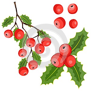 630 mistletoe, vector illustration for different design