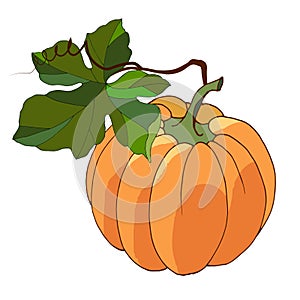 645 pumpkin, vector illustration for different design