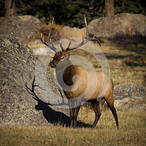 6X6 Bull Elk