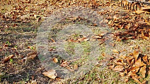 7 in 1 Autumn chores at garden: collecting dead walnut leaves with a rake.