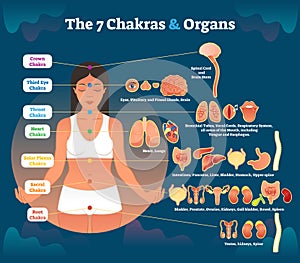 7 chakra healing and corresponding inner organ groups, vector illustration diagram.