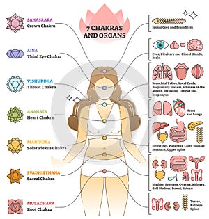 7 chakras and organs explanation as holistic healing basics outline concept