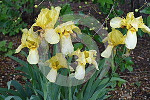 7 light yellow flowers of Iris germanica