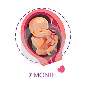 7 month fetus or embryo isolated icon pregnancy and motherhood