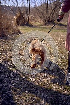 A 7-month-old cockapoo girl on a leash walks on a sunny day