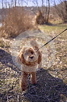 A 7-month-old cockapoo girl on a leash walks on a sunny day