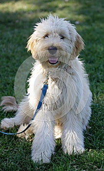 7-Month-Old Female Double Doodle Puppy