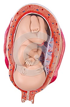 7 months old baby in the womb