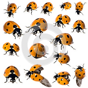 7 spot ladybird in different positions