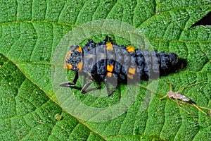 7-spot Ladybird Larva - Coccinella septempunctata on a leaf