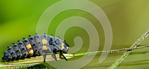 7-spot ladybird larvae