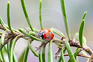 7 spotted ladybird emerging from hibernation and resting on rosemary leaves