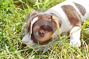 7 weeks old Jack Russell terrier puppy playing in sun lit grass, detail on head looking into camera.