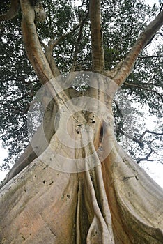 A 700 hundreds years old tree, known as  Kayu Putih , at Tabanan regency of Bali - Indonesia