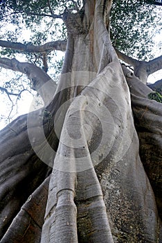 A 700 hundreds years old tree, known as  Kayu Putih , at Tabanan regency of Bali - Indonesia