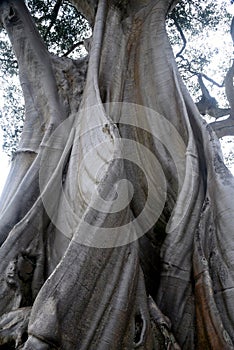 A 700 hundreds years old tree, known as  Kayu Putih , at Tabanan regency of Bali - Indonesia