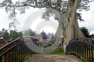 A 700 hundreds years old tree, known as  Kayu Putih , at Tabanan regency of Bali - Indonesia