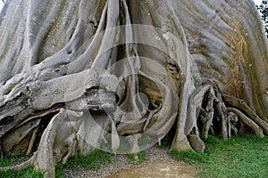 A 700 hundreds years old tree, known as  Kayu Putih , at Tabanan regency of Bali - Indonesia