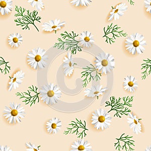 700_Pattern made of chamomile, petals, leaves on beige background
