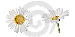 702_Two beautiful daisy flowers, side view and top view isolated on white background