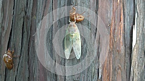 70x times speed Changing color of new born cicada wings