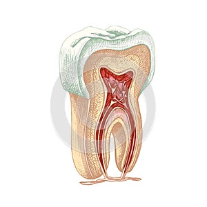 72_tooth structure, graphics