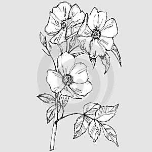 725 wild rose, vector illustration, isolate on gray background