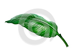 728_Large leaf of Spathiphyllum or Peace lily,