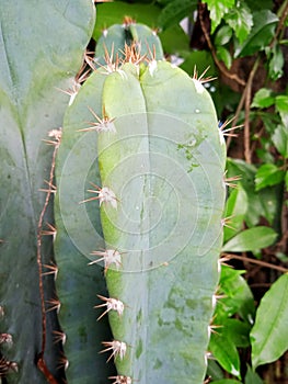 8. Cactus (Cactaceae) is green and spiny (5)