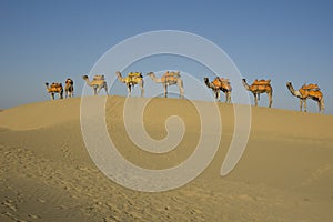 8 camels in a row