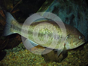 8 lb Largemouth Bass