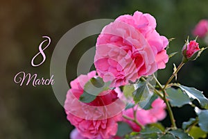 8 march card. Pink roses blossoming flower bud closeup on sunset on green natural background. Happy womens day