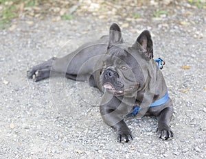 8-Month-Old Blue Isabella Male Frenchie Lying Down and Looking Away