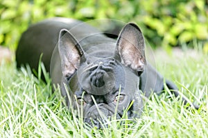 8-Months-Old black French Bulldog resting on grass