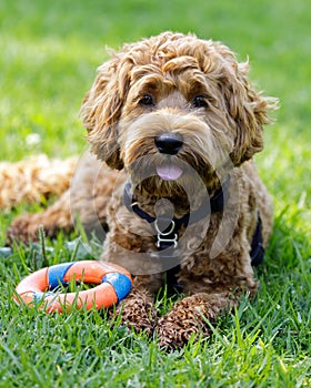 8-Months-Old female Labradoodle puppy resting near ring toy