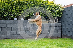 8 months young purebred golden german boxer dog puppy jumping catching soap bubbles