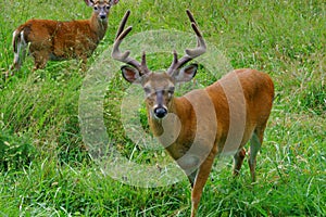 8 point Buck white tail deer