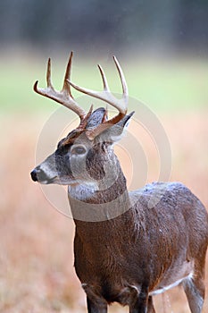 8 point whitetail buck