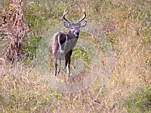 8 point Whitetail buck deer in Autumn cornfield at daybreak