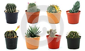 8 pot cactuses on white background