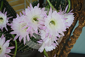 8 very close flowers on a queen of the night cactus