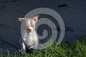 8 week old male chihuahua puppy standing on the sidewalk looking at the grass