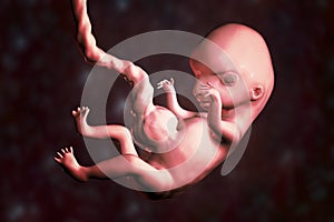 8-weeks human embryo