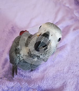 8 weeks old african grey parrot