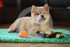 8 weeks old red shiba inu puppy so cute