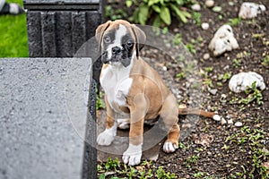 8 weeks young purebred golden puppy german boxer dog exploring nature