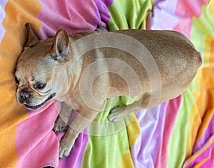 8-Years-Old Red Tan Male Frenchie Goofing Off on Beach Towel