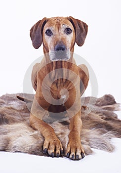 8 years old rhodesian ridgeback female dog