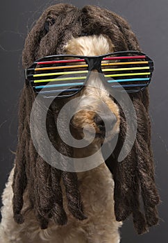 80's Poodle With Dreads