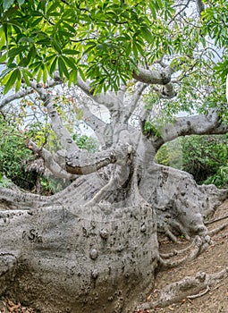 800 year old Kapok Tree Curacao Views